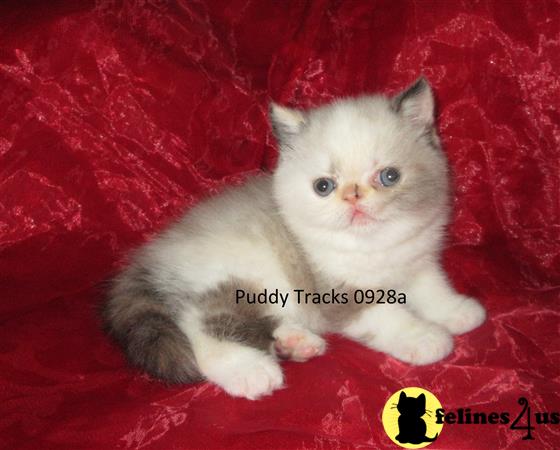 Puddy Tracks Picture 2